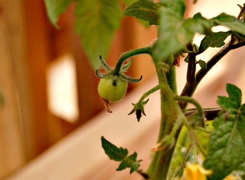 Hello Little Tomato
