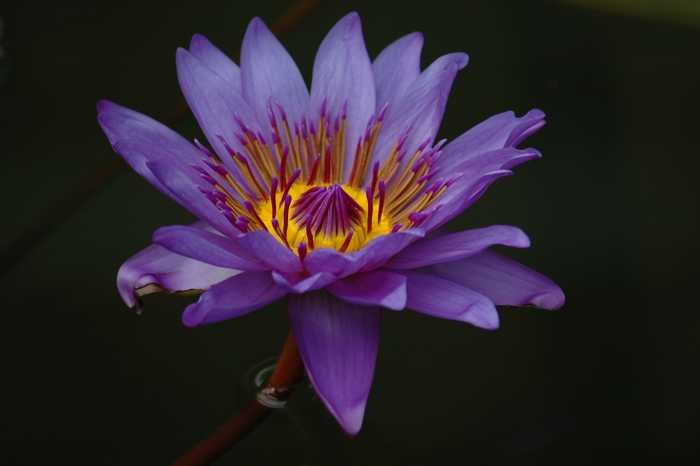 Lotus :: Click for previous photo