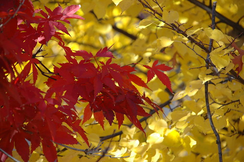 Japanese Maple Leaves, P.S. 139, Beverley Square West, Brooklyn