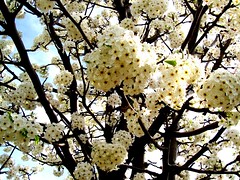 Blossoms_4