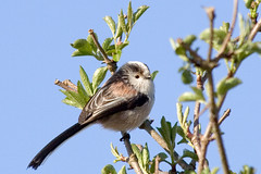 Long Tailed Tit'