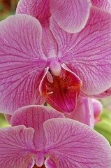 keeping your gift orchid alive