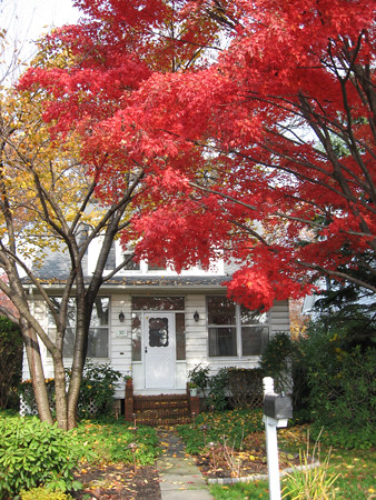 Japanese Maple in Front Yard
