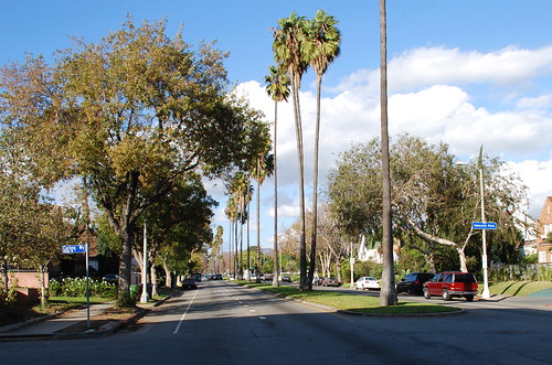 Palm Trees and Median Strip