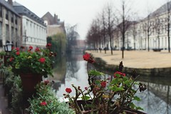 Brugge 2002 Flowers