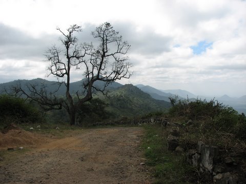 dried tree scenery b r hills