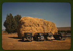 Hay stack and automobile of peach pickers, Del...