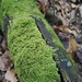 Moss Growth