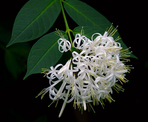 Missouri Botanical Gardens, in Saint Louis, Missouri - white flowers 4