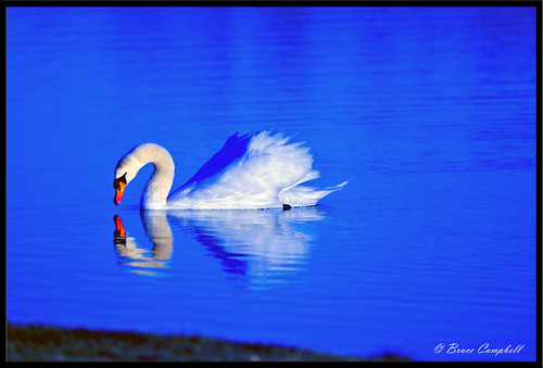 swan.sunset.fr by b.campbell65.
