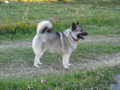 Norwegian Elkhound - karlos