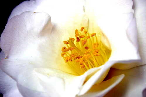 WHITE NUN (Camellia japonica) -detalle-