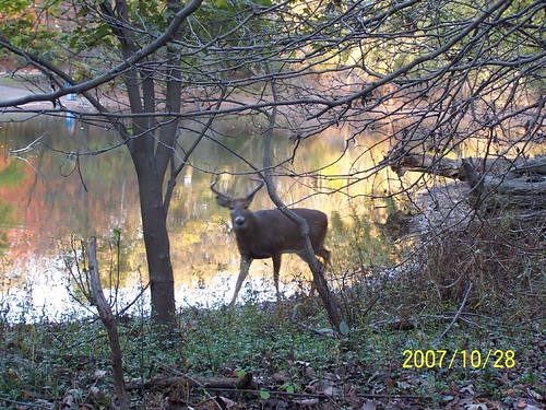Deer inside the forest preserve