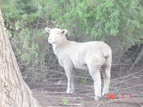 Sheep @ Oamaru