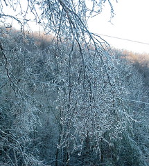 ice on the birch