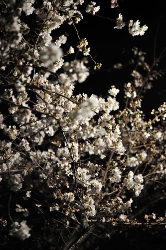 nocturnal view of cherry blossoms