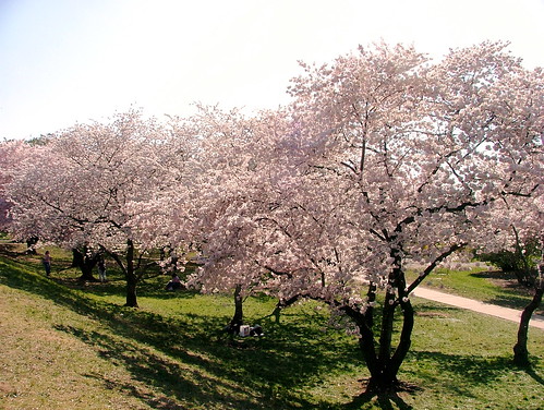 More Cherry Blossoms