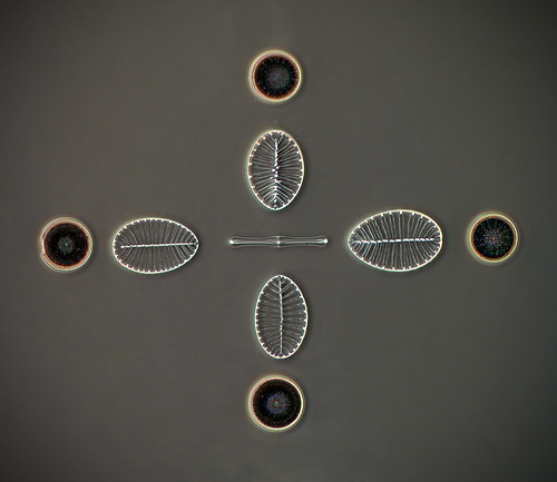 different types of patterns in art. diatom art