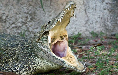 #45 Cuban Crocodile