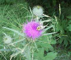 Bubmle bee thistle