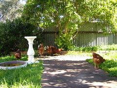 Garden chickens