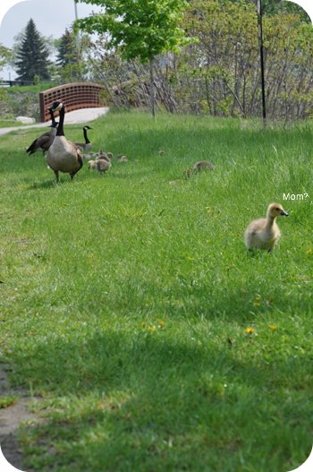 Goslings by the Ottawa River