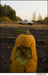 no country for old gourds.