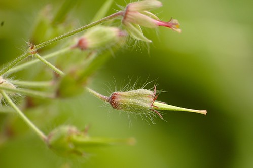 Geranium phaeum - Donkere ooievaarsbek (jonge zaaddoos, de 'ooievaarsbek')