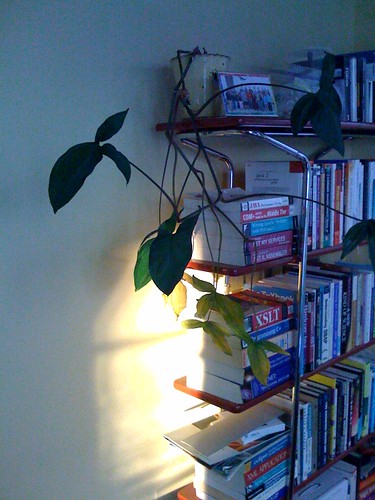 Sunlight patch in my study at home