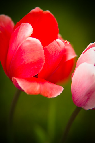 tulips-3878.jpg