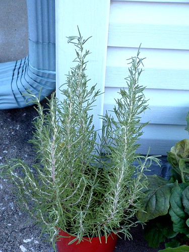 Wilted Rosemary?