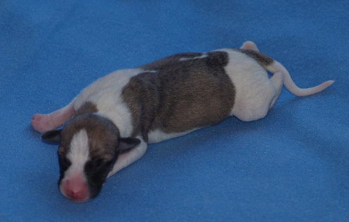 Animagi Welpen (Whippet) / puppys; 1 day old; Rüde4a