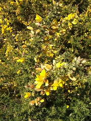 Yellow flowers on San Bruno Mountain