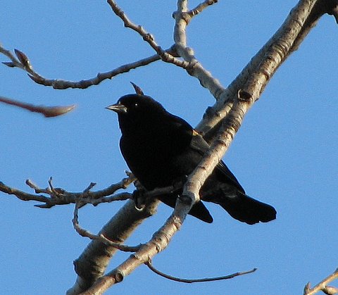 Red-Winged Blackbird (female?) Forest Park 100208