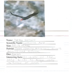turkey vulture card
