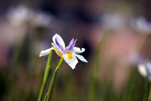 Pentax K 45-125mm f/4.0 test shots -- Spring Flower