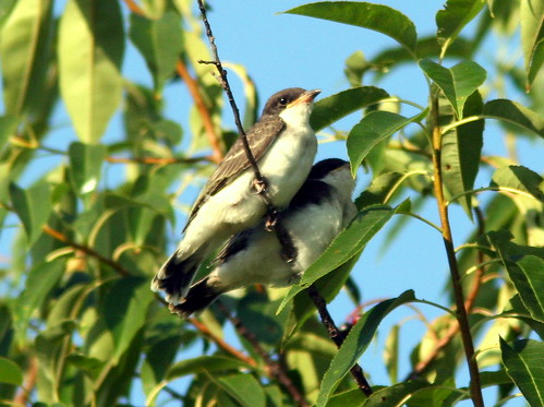 Eastern Kingbird Chicks 20090813