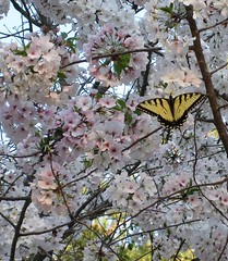 butterfly in cherry tree