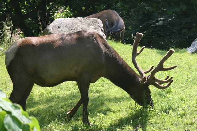Roosevelt Elk (Male)