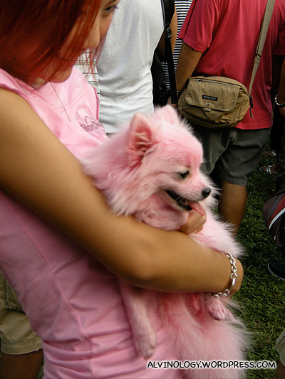Another picture of the shocking pink dog