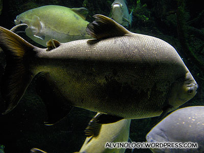 Fat Amazon fish