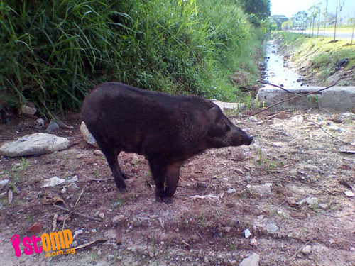 Wild boar spotted at Punggol Riverside gets 'friendly' with passers-by