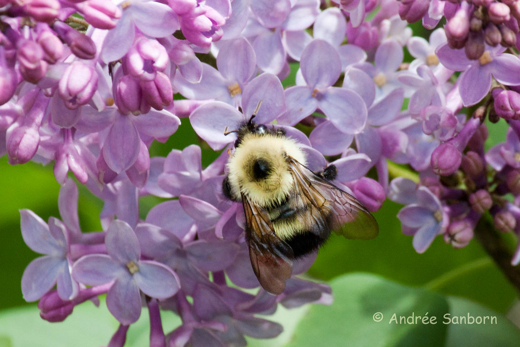Bumblebee on Lilacs-4.jpg