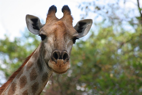 Giraffe at Nyala