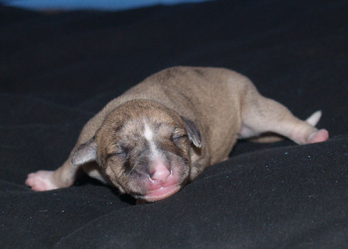 Animagi Whippet puppy: 5 days old