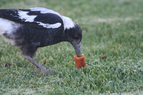 Magpie at Meadows