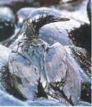 Bird in the Exxon Valdez spill