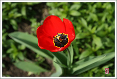 郁金香 － Tulip
