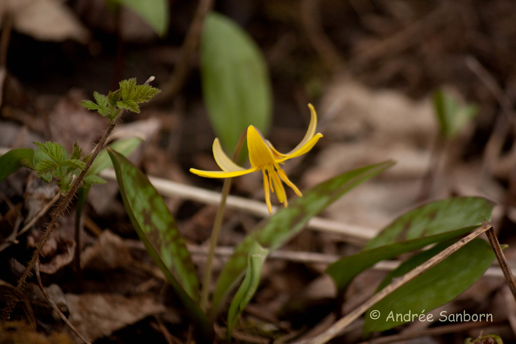 Trout lily (Erythronium americanum)-28.jpg ***