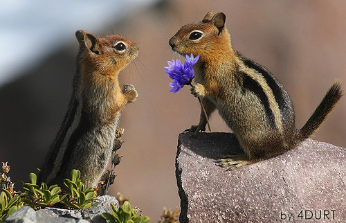 Thumb Foto: Un par de ardillas y una flor = Hiper tierno amor